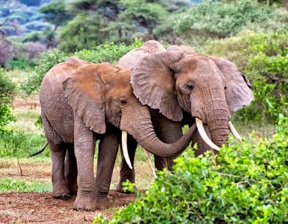 12-Day Mount Kilimanjaro and Tanzania Safari