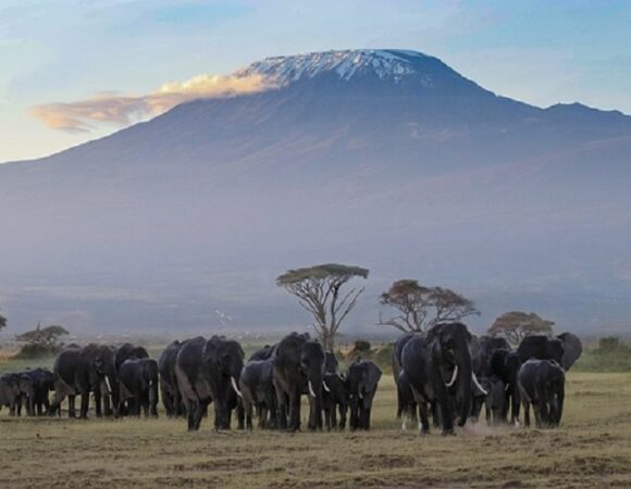2-Day Amboseli National Park Safari