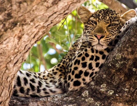 4 Days Ruaha National Park Safari