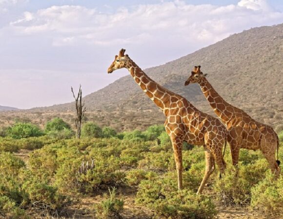 3-Day Samburu Game Reserve Safari