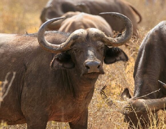 4-Day Amboseli, Tsavo West, and Tsavo East Safari