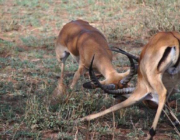 3 Days Serengeti National Park