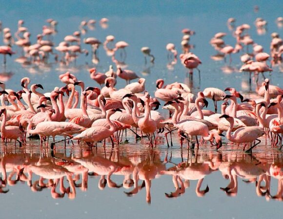 7-Day Tanzania Safari