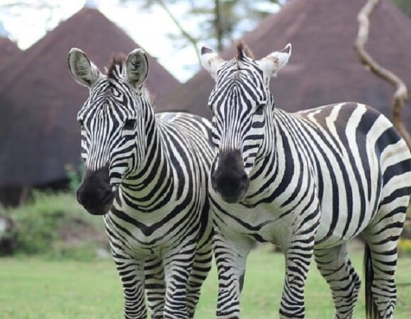 9-Day Ultimate Safari Experience