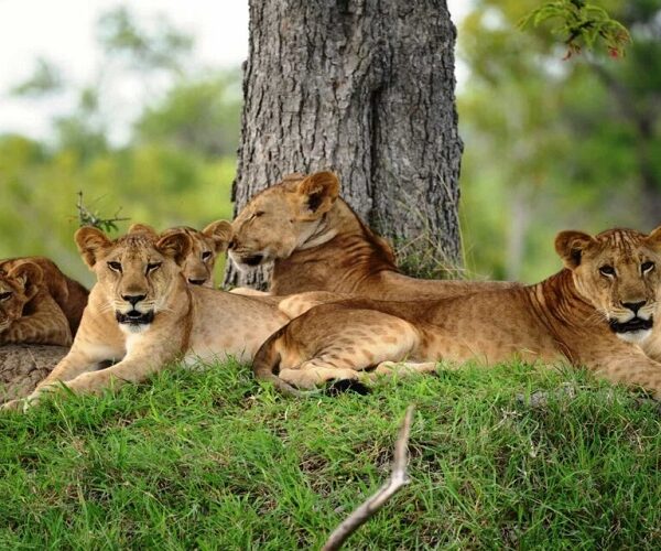 4 Days Nyerere National Park Safari