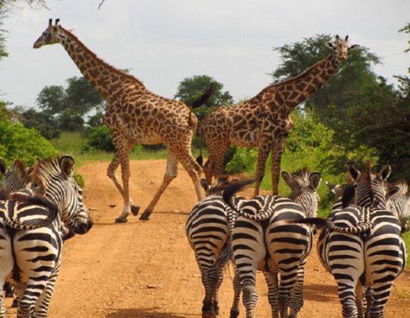 3 Days Mikumi National Park Safari